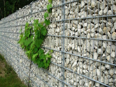 A long roll of stainless steel welded mesh gabion wall fulled with stone, a small tree grow next to it.