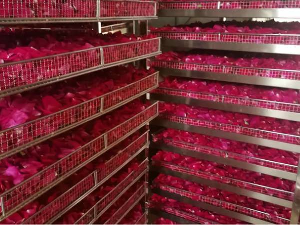 Many mesh trays for flowers drying.